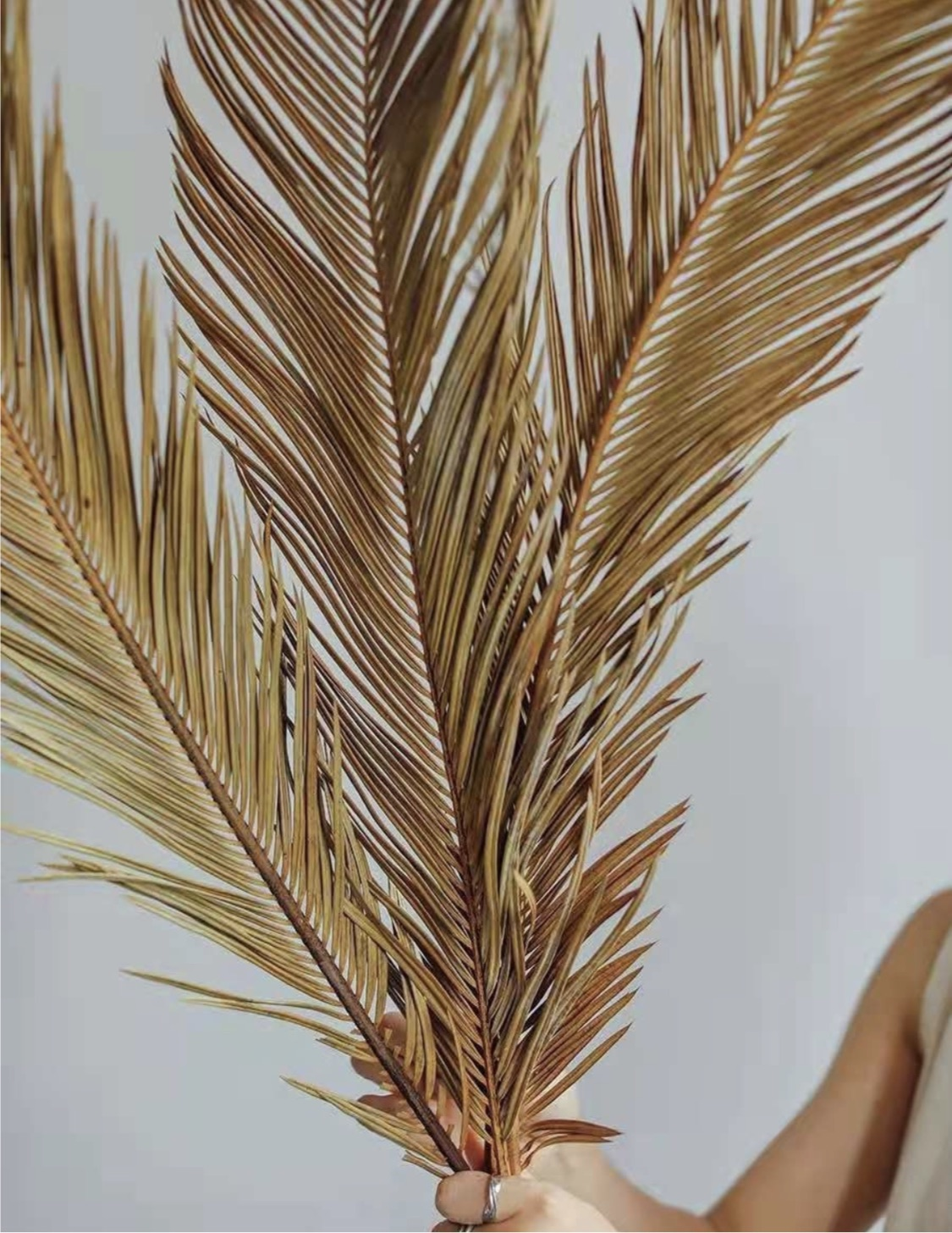 Folium Cycas Palm Stem