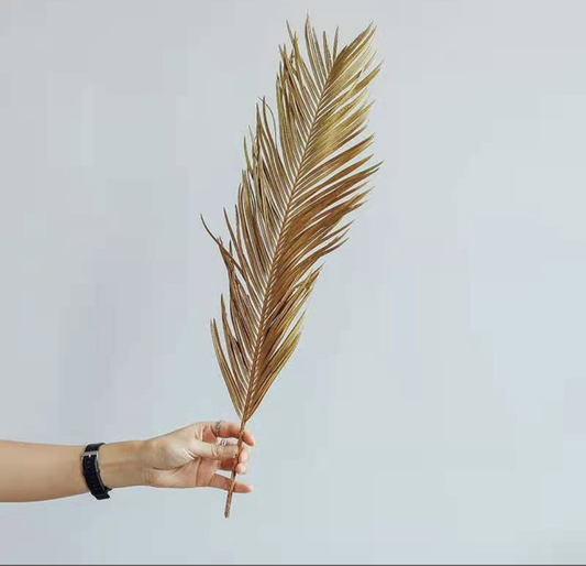 Folium Cycas Palm Stem